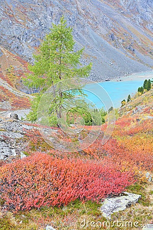 Turquoise Lake â€“ autumnal colors in Altai Mountain Stock Photo